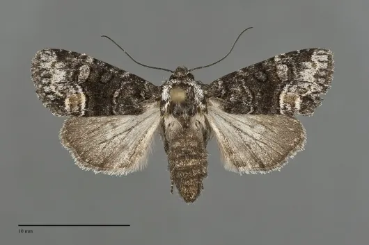 Lacinipolia davena
