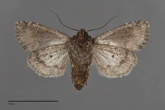 Lacinipolia davena