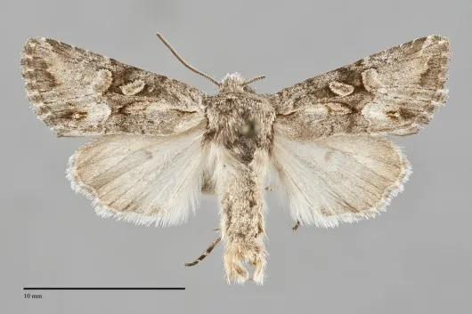 Lacinipolia longiclava