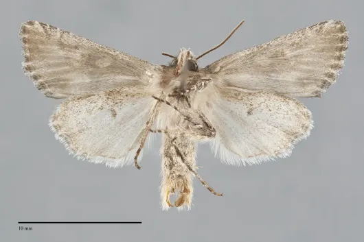 Lacinipolia longiclava