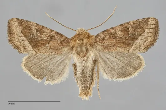 Lacinipolia lorea