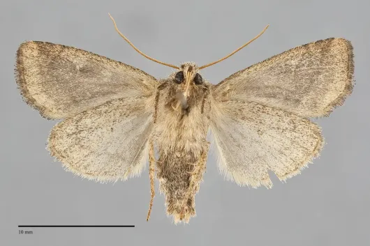 Lacinipolia lorea