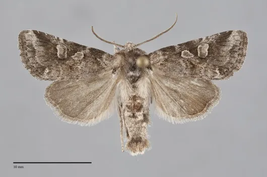 Lacinipolia lustralis