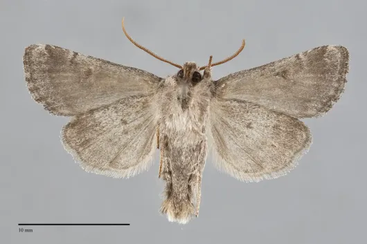 Lacinipolia lustralis