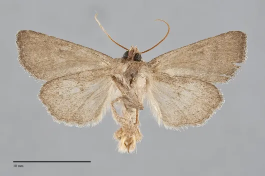 Lacinipolia meditata