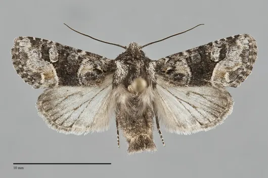 Lacinipolia olivacea