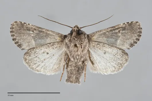 Lacinipolia olivacea