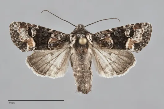 Lacinipolia olivacea