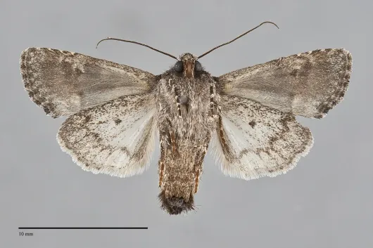 Lacinipolia olivacea