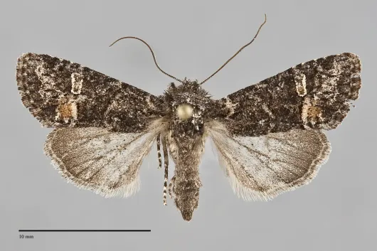 Lacinipolia olivacea