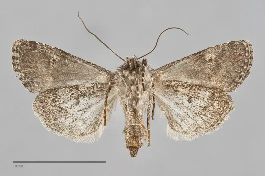 Lacinipolia olivacea