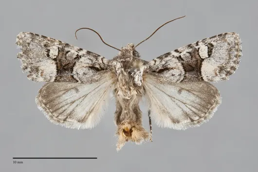 Lacinipolia olivacea