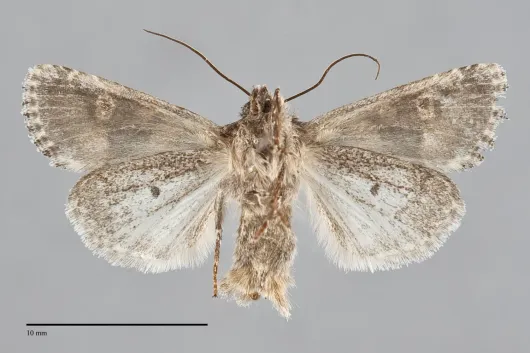 Lacinipolia olivacea