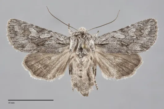 Lacinipolia patalis