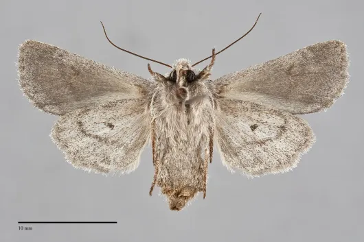 Lacinipolia patalis