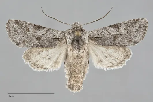 Lacinipolia patalis