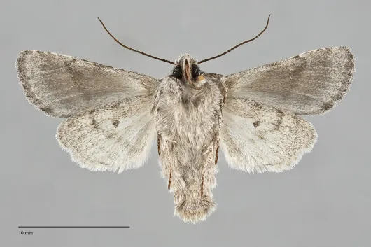 Lacinipolia patalis