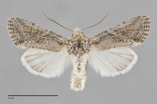 Lacinipolia pensilis