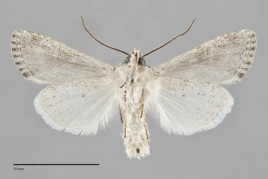 Lacinipolia pensilis