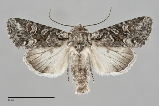 Lacinipolia pensilis