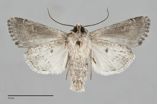 Lacinipolia pensilis
