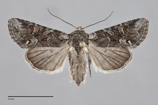 Lacinipolia pensilis