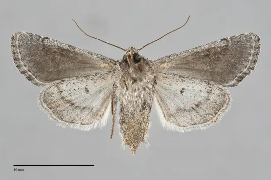 Lacinipolia pensilis