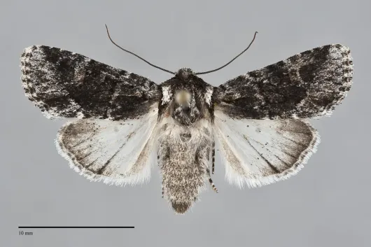 Lacinipolia quadrilineata