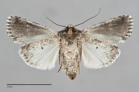 Lacinipolia quadrilineata
