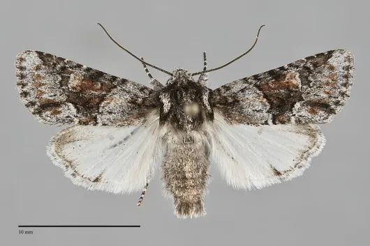 Lacinipolia quadrilineata