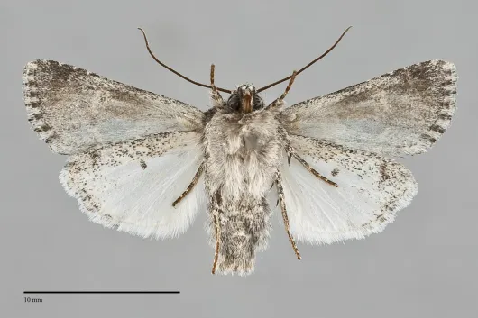 Lacinipolia quadrilineata