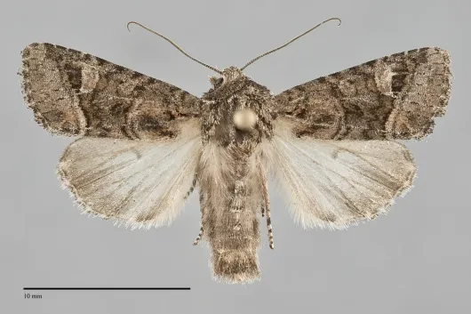 Lacinipolia rectilinea