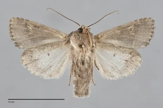 Lacinipolia rectilinea
