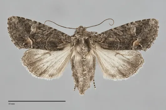 Lacinipolia rectilinea