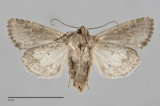 Lacinipolia rectilinea