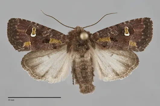 Lacinipolia renigera