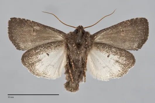 Lacinipolia renigera