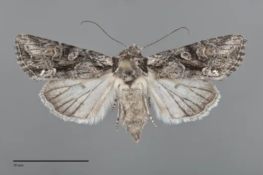 Lacinipolia sareta