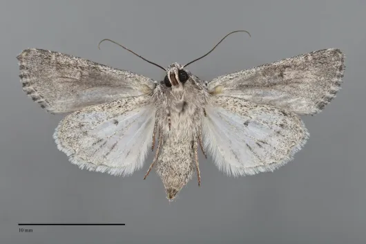 Lacinipolia sareta
