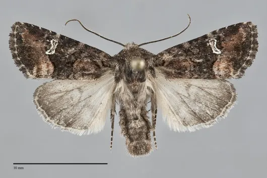 Lacinipolia stricta