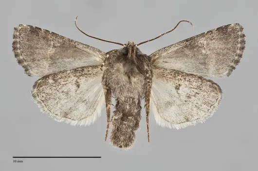 Lacinipolia stricta