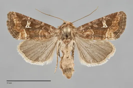 Lacinipolia stricta
