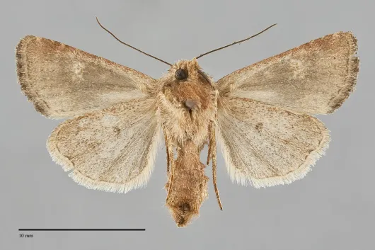 Lacinipolia stricta