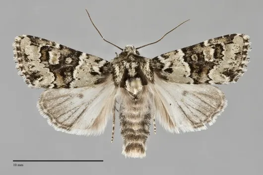 Lacinipolia strigicollis