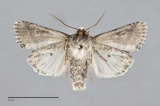 Lacinipolia strigicollis