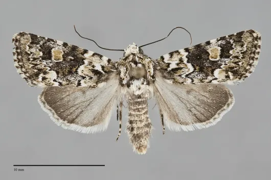 Lacinipolia strigicollis