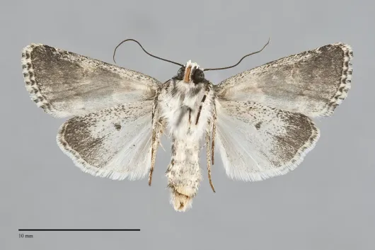 Lacinipolia strigicollis