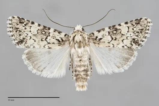 Lacinipolia strigicollis