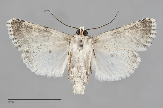 Lacinipolia strigicollis