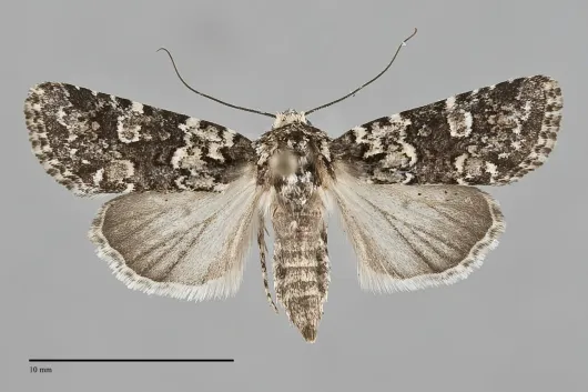 Lacinipolia strigicollis